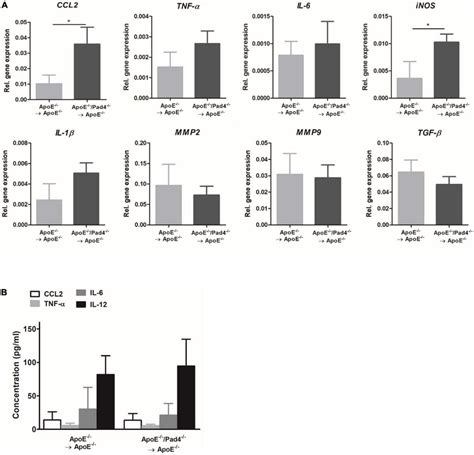 Impact Of Bone Marrow Cells Restricted PAD4 Deficiency On Vascular And