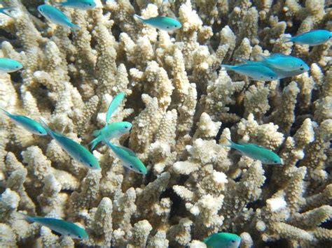 Giugno Giornata Mondiale Della Barriera Corallina Perch Importante