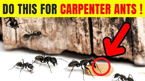 How To Get Rid Of Carpenter Ants Quickly 3 Simple Steps YouTube