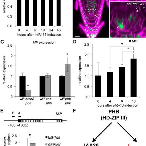 HD ZIP III TFs Mediate MP Expression Level And PHB Is Localized To The