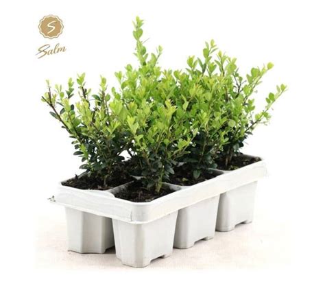 Ilex Crenata Jenny® 6 Pack Green Solutions