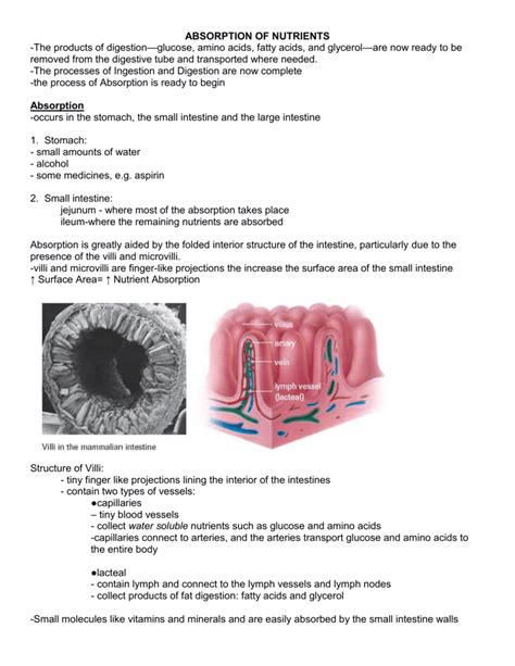 digestion part 2-absorption