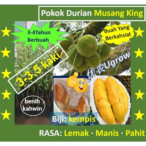 Pokok Besar Durian Musang King Kaki Raja Kunyit D Benih