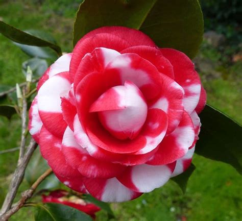 Indahnya Bunga Camellia Japonica Kumpulan Gambar Lucu Dan Unik