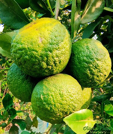 Kafir Lime Plant Buy Online – Best Retail & Wholsale Plant Nursery in ...