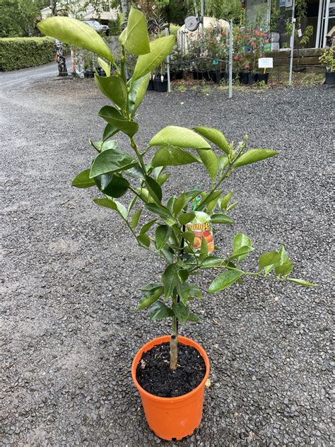 Orange Seedless Valencia Blerick Tree Farm