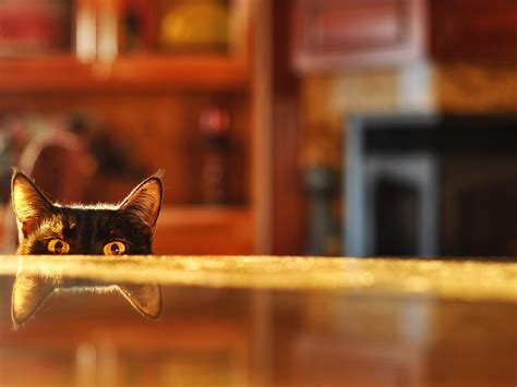Hiding Cat Eyes Wallpaper 1920x1440 13391