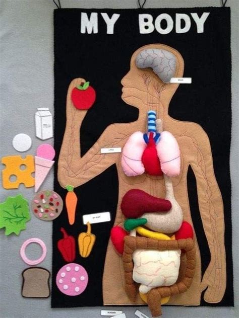 Pin By Fabricia Arzamendia On Cuerpo Humano Escuela Felt Crafts Felt Toys Crafts