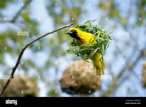 A Male Village Weaver Bird Ploceus Cucullatus Is Weaving A Nest With