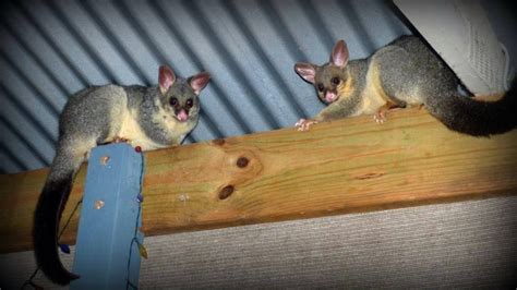 How To Trap A Possum In Your Yard In Canberra How To Get Rid Of Possums