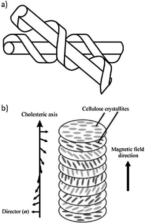 Chiral Nematic Structure Of Cncs A Screw Type Packing Due To The