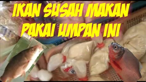 Pakai Umpan Ini Untuk Ikan Yang Susah Makan YouTube