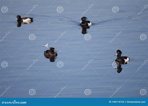 Four Tuft Ducks In Lake Black And White Feathers Very Relaxing To View