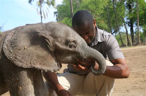 Baby Dwarf Elephant