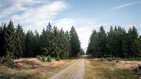 Mountainbike Route In Gludsted Plantation