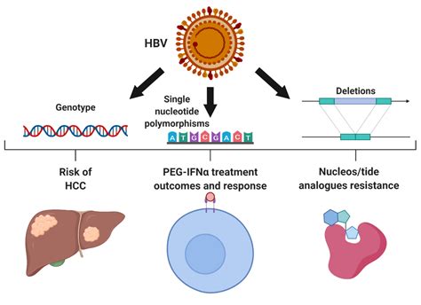 Explain The Different Types Of Hepatitis