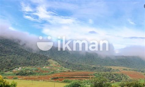 Ambewela Land Of Sale Nuwaraeliya Ikman