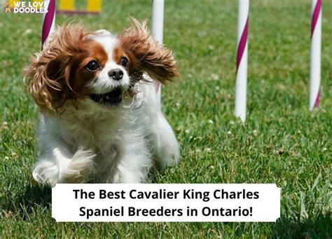 The 5 Best Cavalier King Charles Spaniel Breeders in Ontario!