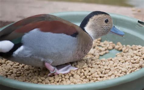 Best Treats For Ducks 10 Quack Tastic Snaks LearnPoultry