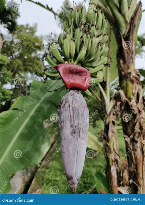 Banana Male Flowers That Have Not Yet Bloomed Stock Photo Image Of
