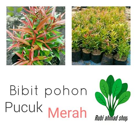 Jual Tanaman Hias Pucuk Merah Pohon Pucuk Merah Di Lapak Rubi Ahmad