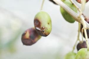 Come Intervenire Per Difendere L Olivo Dalla Mosca Difesa E Diserbo