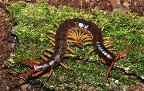 Giant Vietnamese Centipede in Newport Isle of Wight - Expired | Wightbay