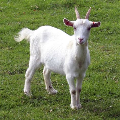 Filipino Word Of The Day Goat Noun