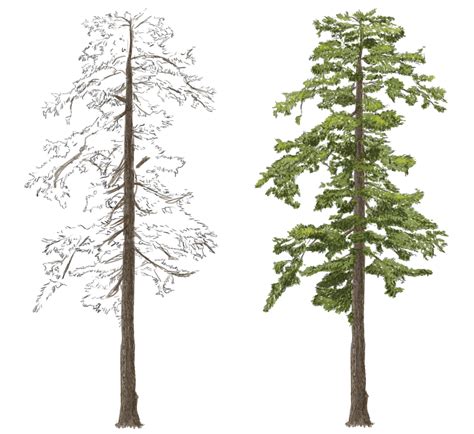 Picea morrisonicola (Dragon Spruce) | Behance