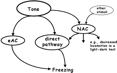 Nonassociative Learning Processes Determine Expression And Extinction Of Conditioned Fear In Mice