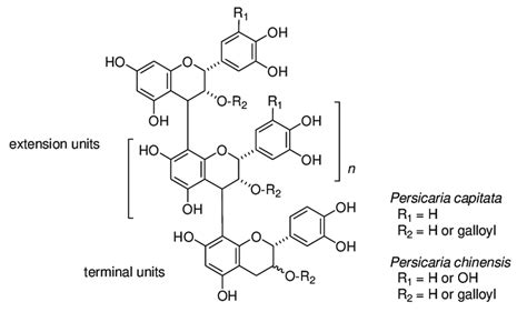 Structures Of Oligomeric Proanthocyanidins Of Persicaria Capitata And