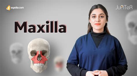 Maxilla Bone Anatomy Maxilla Processes Maxilla Function