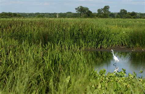 Johnny Morris Institute Of Fisheries Wetlands And Aquatic Systems