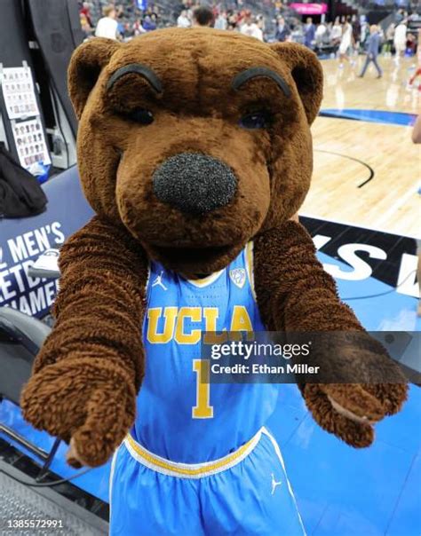 Bruin Mascot Photos And Premium High Res Pictures Getty Images