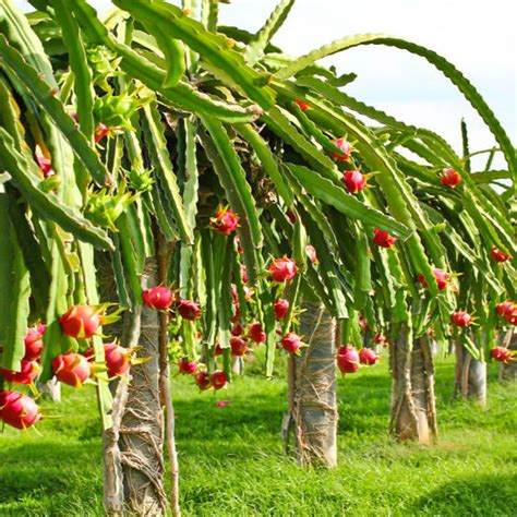 Farming Idea Pitaya Fruit Farming Can Be A Boon For Farmers Read About It पिटाया फळाची शेती