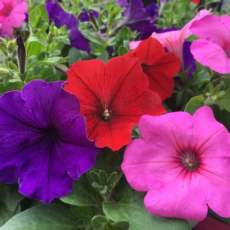 Wave Petunia 4″ Flowering Annuals Sun › Anything Grows