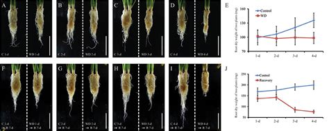 Frontiers Osphyb Mediating Novel Regulatory Pathway For Drought Tolerance In Rice Root