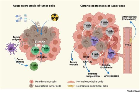 Necroptosis And Tumor Progression Trends In Cancer