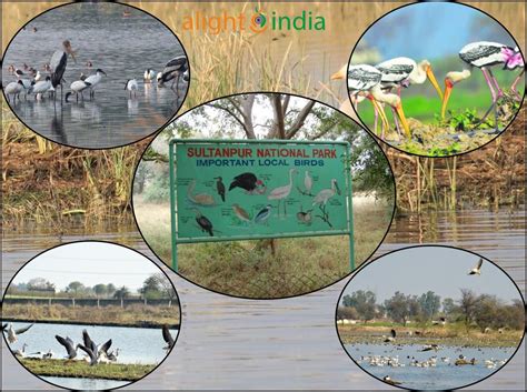Sultanpur National Park Where Nature And Serenity Converge Alightindia