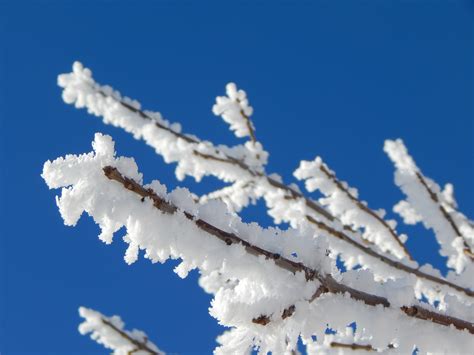 Gratis Afbeeldingen Landschap Boom Natuur Buitenshuis Tak Sneeuw