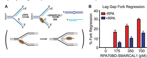 Figure From High Affinity Dna Binding Domains Of Replication Protein