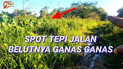 KESERUAN MANCING BELUT HABIS HUJAN BELUTNYA GANAS GANAS Spot Lama