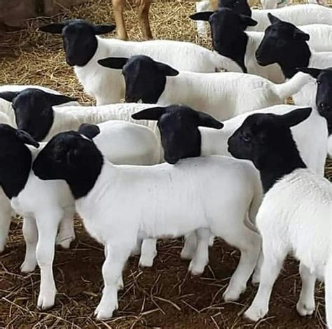 Dorper Sheep Cayden James Farm