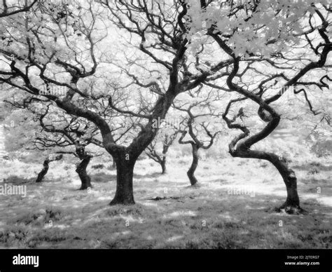 Black And White Infrared Photograph Of Oak Trees On The Quantock Hills Area Of Outstanding