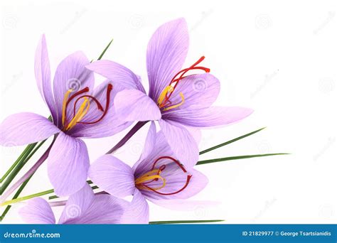 Saffron Flowers Royalty Free Stock Photography - Image: 21829977