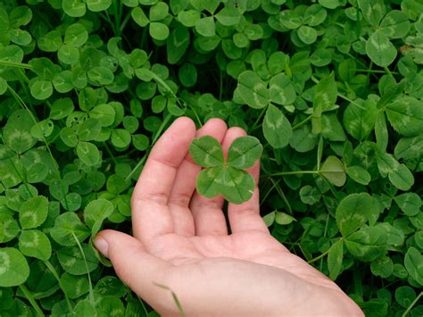 4 Fun Facts About Four Leaf Clovers Clover Plant Four Leaf Clover