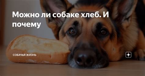 Можно ли собаке хлеб. И почему | СобачьЯ жизнь | Дзен