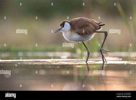 African Jacana Actophilornis Africana Zimanga Game Reserve South