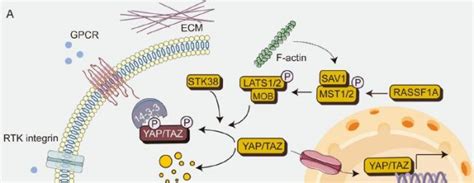 Hippo Pathway Schematics Diagram AnyGenes