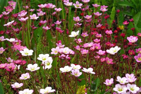 Saxifrage varieties: the most beautiful at a glance - Plantura